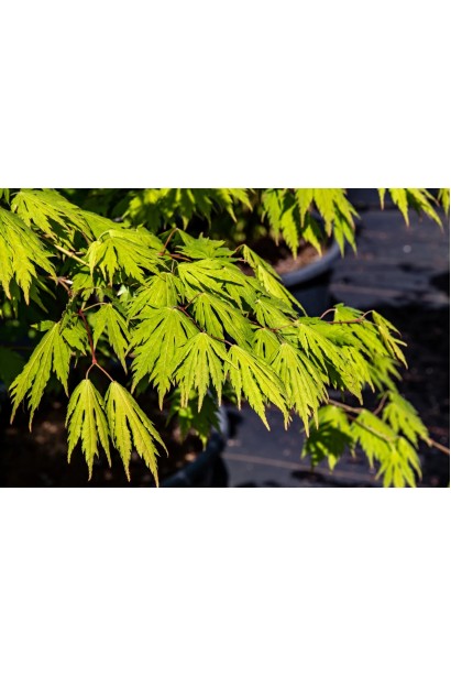 Клен Arctic Jade